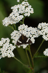 New Zealand magpie moth on white yarrow flower. Magpie moths are endemic to New Zealand and fly during the day. Meadow habitat with flowers filling the frame.