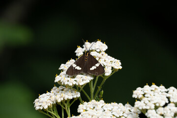 New Zealand magpie moth on white yarrow flower. Magpie moths are endemic to New Zealand and fly during the day. Meadow habitat with dark green bokeh background. © Zenobia Southcombe