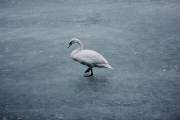 Obraz premium swan, bird, water, lake, white, swans, beautiful, blue, winter, ice