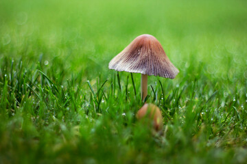 forest, fungus, mushroom, autumn, green, macro, mushrooms, closeup, fungi, nature
