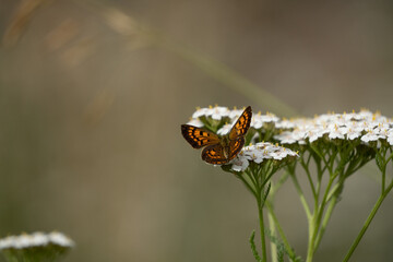 Common copper butterfly on white yarrow flower in coastal meadow. It is a short lived butterfly endemic to New Zealand. Its wings are out showing the black and orange pattern. Large space for copy.
