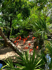 flamingo in the park