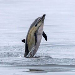 Common Dolphin