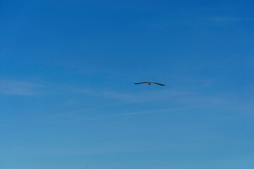 This captivating photograph features a clear blue sky with a seagull soaring gracefully in the foreground. The few wispy clouds add texture and depth to the serene backdrop, creating a tranquil and pe