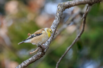 Male American Goldfinch perched on a tree