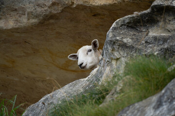 Sheep poking its head from behind a rock at Anatini, the site of ancient baleen whale fossils,...
