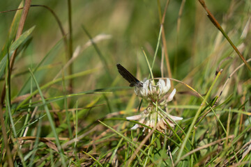 New Zealand Blue Butterfly on clover flower at Elephant Rocks, near `Ōamaru in Waitaki, New Zealand. Zizina oxleyi; endemic to Aotearoa NZ.