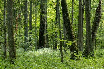 Foret primaire Bialowieza en Pologne 
