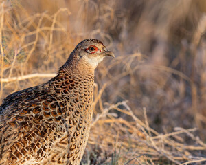 A hen pheasant pauses in the brush