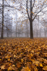 tree trunks without foliage in the autumn season