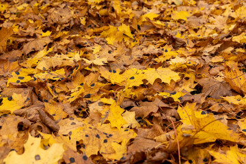 Orange maple foliage after wind and leaf fall