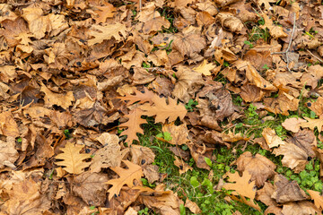 Autumn foliage on trees in Europe