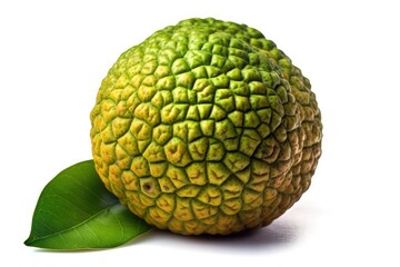Obraz premium Osage orange fruit, in green, isolated with clipping path on a white background. focus stacking in macro photography. Generative AI