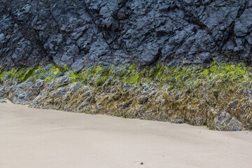 Canon Beach on the Pacific Northwest in Oregon. Colorful starfish, jagged rocks, foggy beach, moss, all of it.