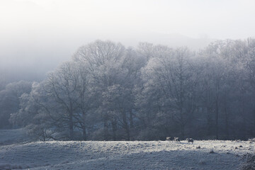 Elterwater, Lake District, Frost Landscape Stock Photo