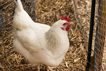 Delaware White Chicken Hen 