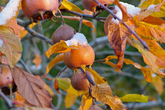 Mispel am Baum mit Schnee - many common medlar on tree with snow