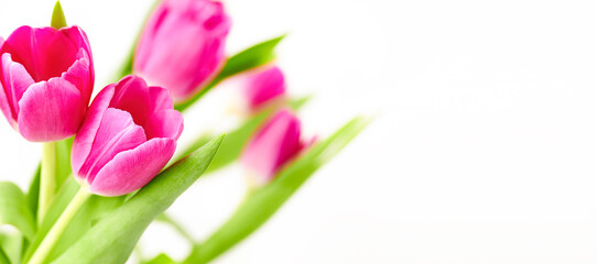 Bright pink tulips flowers isolated on white background with copy space Spring flowers 