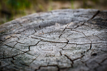 close up of a trunk