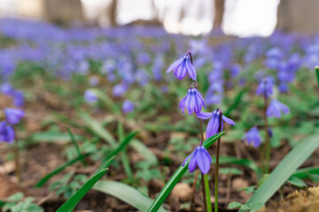 Close-up of the inflorescence of the primrose - wood squill Scilla siberica, blooming in late March...