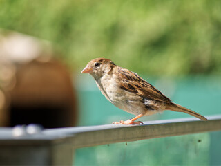 sparrow on a fence