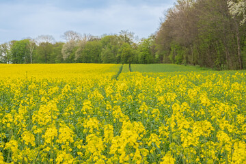 Field of canola plants with blossomed flowers