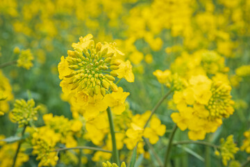 Close-up of canola flowers