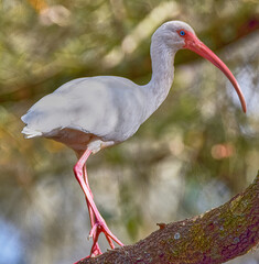 White Ibis stading on a limb