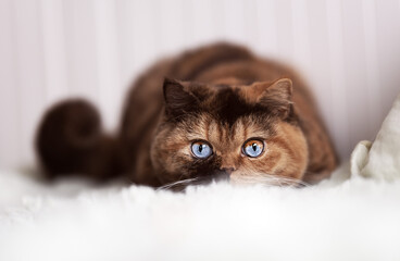 Edle Britisch Kurzhaar Katzen - imposant und selten 