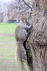 squirrel on a tree