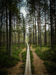 path in the forest