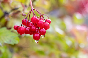 A bunch of viburnum with red berries and raindrops. Viburnum in the fall in rainy weather