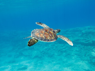 Green sea turtle swimming in crystal clear seas