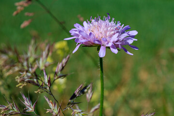 purple flowering field scabious (Knautia arvensis) close up with blurred green background