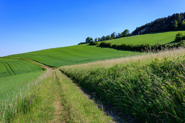 Path in green landscape with field and blue sky in summer in Taubertal, Germany