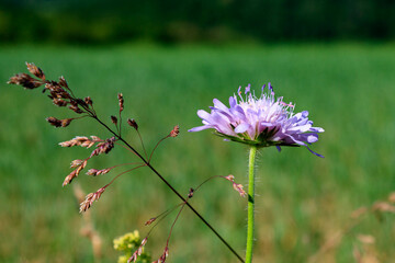 Knautia arvensis or field scabious close up with blurred green background
