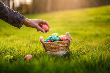 Easter eggs in basket in grass. Easter egg hunt, hand placing eggs in grass for hiding for...