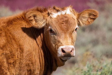 Close-up portrait of a red brown cow or calf farm animal pasture outdoor in the field.