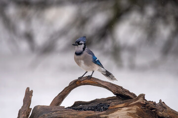 blue jay on a branch