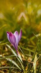 Climatic photo with crocus. Sign of spring.