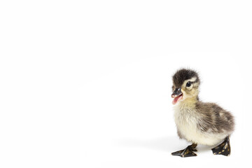 Wood Duck Duckling on White Background