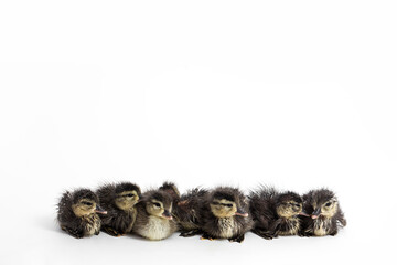 Wood Duck Duckling on White Background