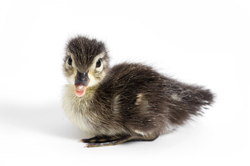 Wood Duck Duckling on White Background