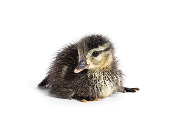 Wood Duck Duckling on White Background