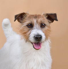 Cute Jack Russell Terrier puppy