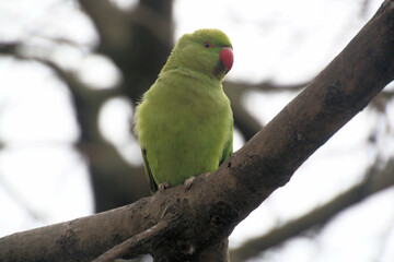 A close up of a Ring Necked Parakeet