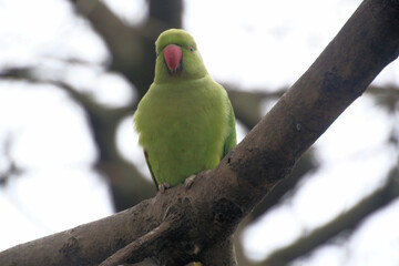 A close up of a Ring Necked Parakeet