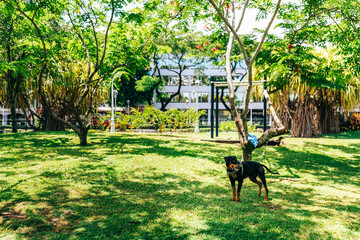 Dog on the lawn in a tropical city park in French Polynesia