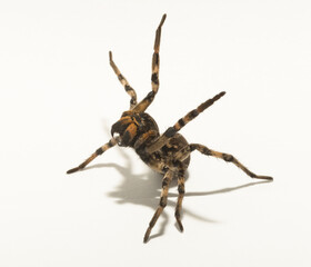 Lycosa is a genus of wolf spiders. (Lycosa singoriensis).