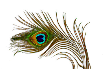 peacock feather isolated cutout transparent background - Powered by Adobe
